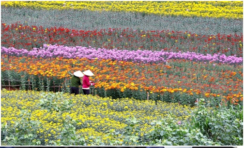 nhung-diem-ngam-hoa-noi-tieng-nhat-mien-tay